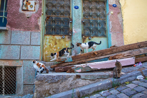 Canvas Print Stray cats in front of the walls of houses in the streets in Izmir Turkey