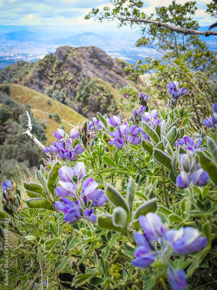 Obraz premium Pasochoa Volcano, Pichincha Province, Ecuador - July 5, 2025: Lupinus is a genus of leguminous plants with around 200 species native to the Mediterranean and America, also known as lupine, lupin, etc.