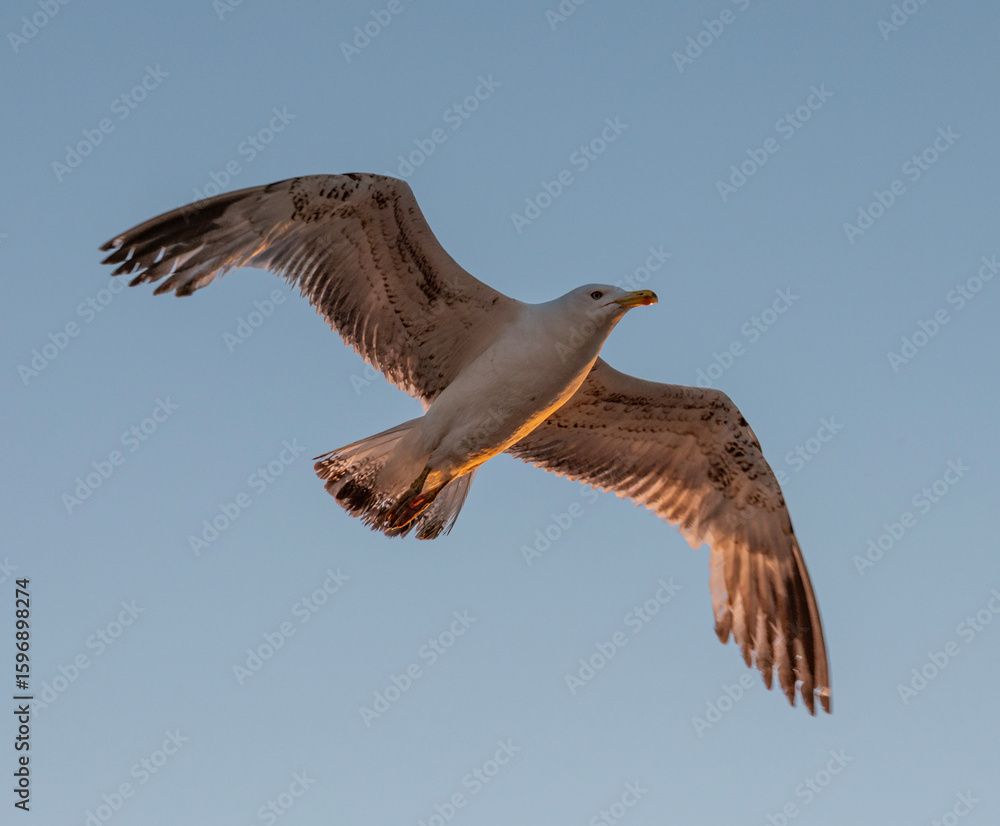 Obraz premium Flying seagull with blue sky background.
