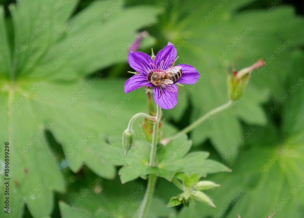 Storchschnabel (Geranium wlassovianum) Storchschnabel (Geranium wlassovianum)