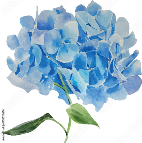Watercolor vector illustration blue hydrangea flower on white background. Hand-painted botanical illustration. Flat lay, top view flower, hand drawn blossom aquarelle