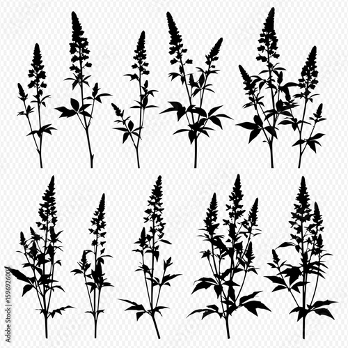A collection of ten silhouetted Astilbe plant stems with leaves and flower spikes, isolated against a transparent background.