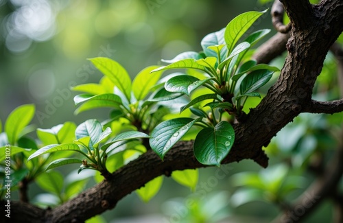 Green leaves grow along a tree branch in a natural outdoor setting with blurred background