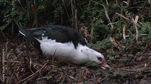 Muscovy Duck (Cairina moschata) Foraging on the Ground