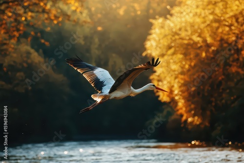 Photo, Stork flying over large river with natural expansive mood and golden sunlight illuminating feathers amidst autumn trees mid-flight