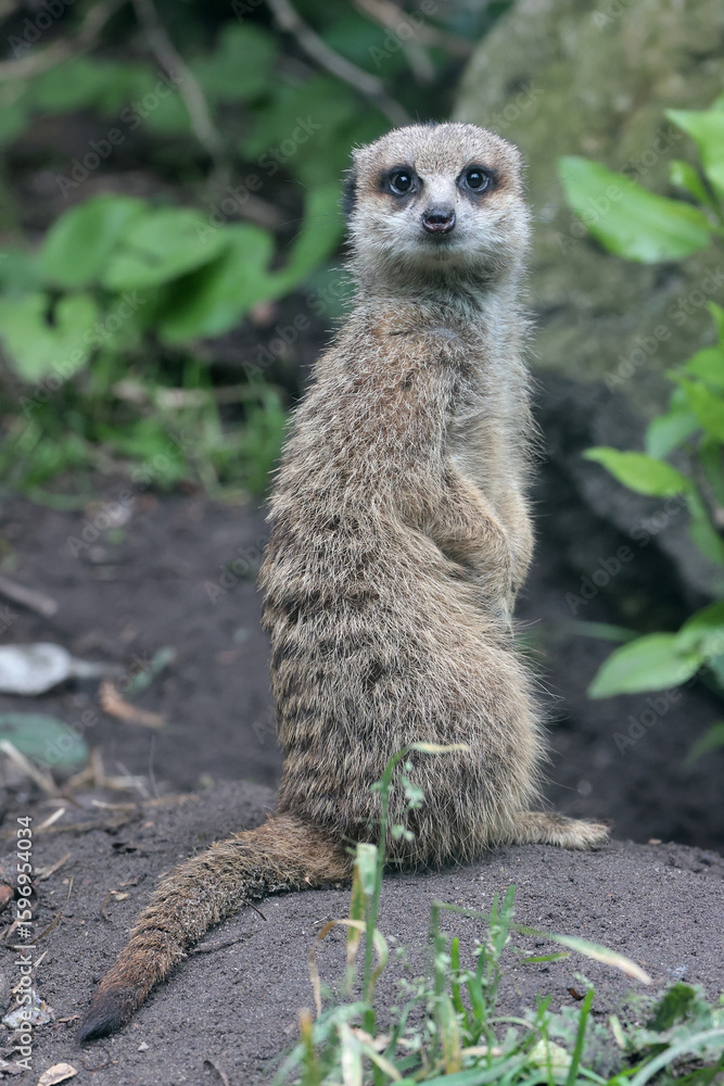 Fototapeta premium meerkat standing at the forest