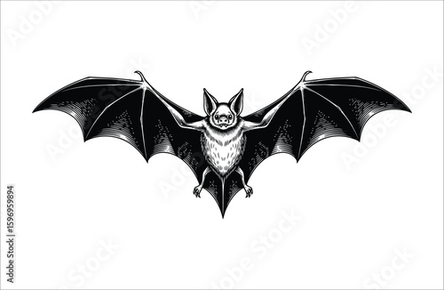 Black bat with wide wings spread white flying