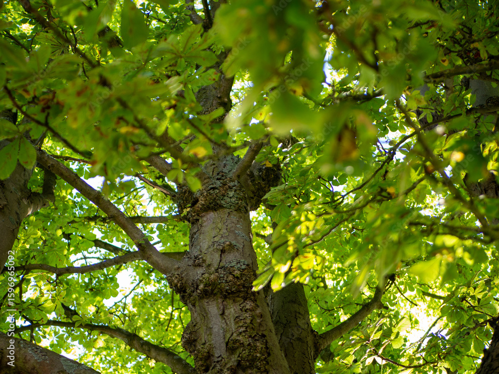 Fototapeta premium close up on tree branches with sunlight comming trough