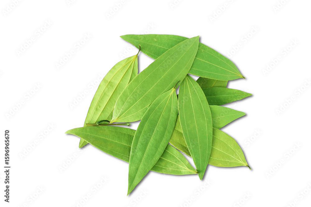 dry bay leaves or cinnamon leaves, also known in India as taj patta, tamal patra,, cutout in transparent background, png format dry bay leaves or cinnamon leaves, also known in India as taj patta, tamal patra,, cutout in transparent background, png format