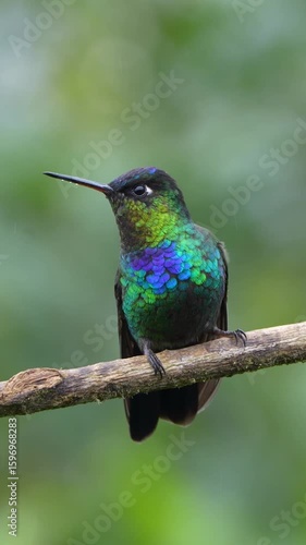 Fiery-throated Hummingbird Displaying Colors on Twig Vertical Format