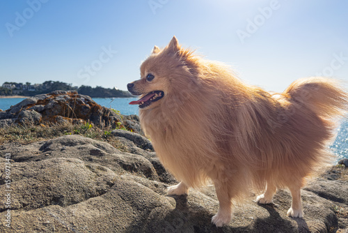My Spitz by the beach