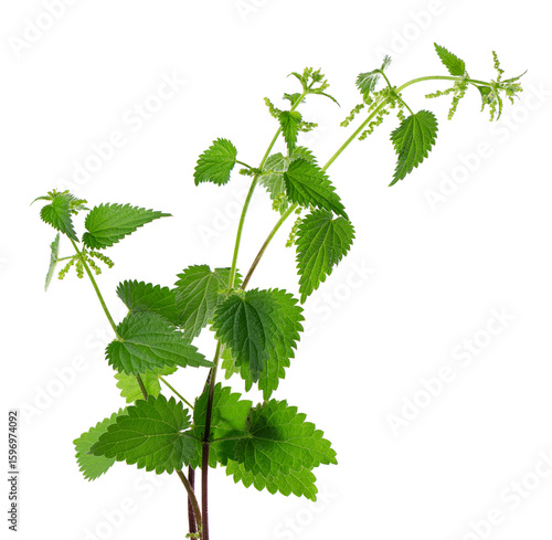 Nettle plant isolated on white background. Green common nettle, burn nettle, stinging nettle or Urtica dioica. Medicinal and culinary herb. Clipping path.