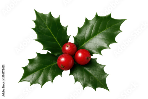 Holly sprig with red berries, isolated on transparent background, perfect for christmas projects