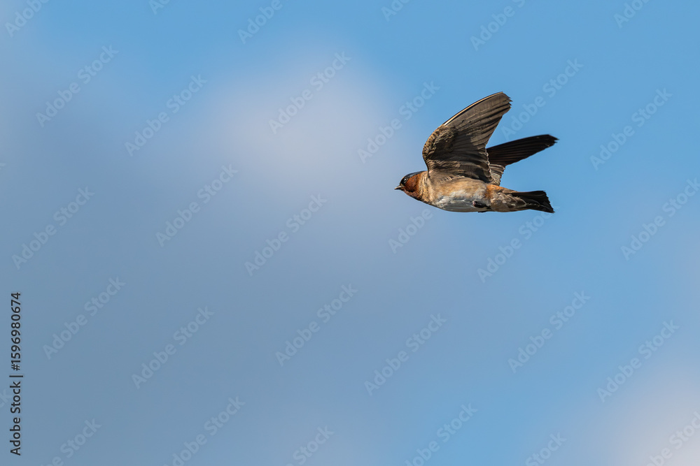 Obraz premium Cliff swallow in flight against a blue sky.