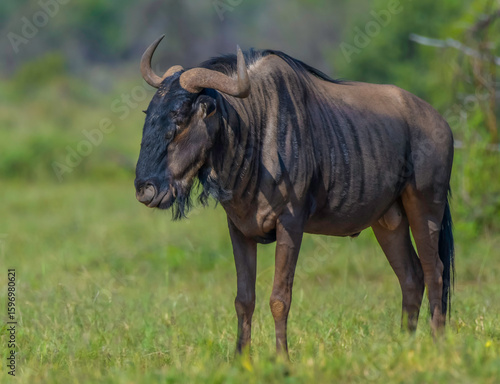 Blue Wildebeest or Gnu in Pilanesberg national park
