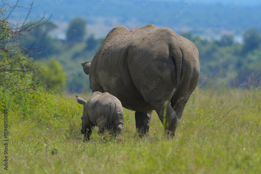 Obraz premium Baby Rhino or Rhinoceros calf with mother in Pilanesberg during safari