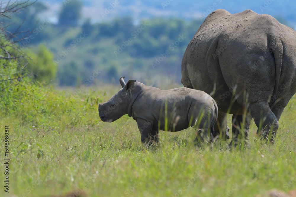 Cute baby Rhino or Rhinoceros during a safari in South Africa Cute baby Rhino or Rhinoceros during a safari in South Africa
