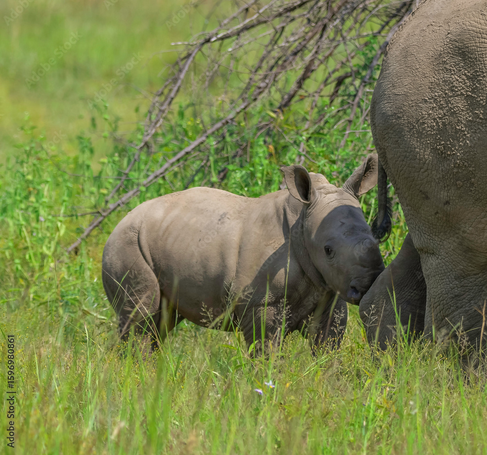 Obraz premium Cute baby Rhino or Rhinoceros during a safari in South Africa