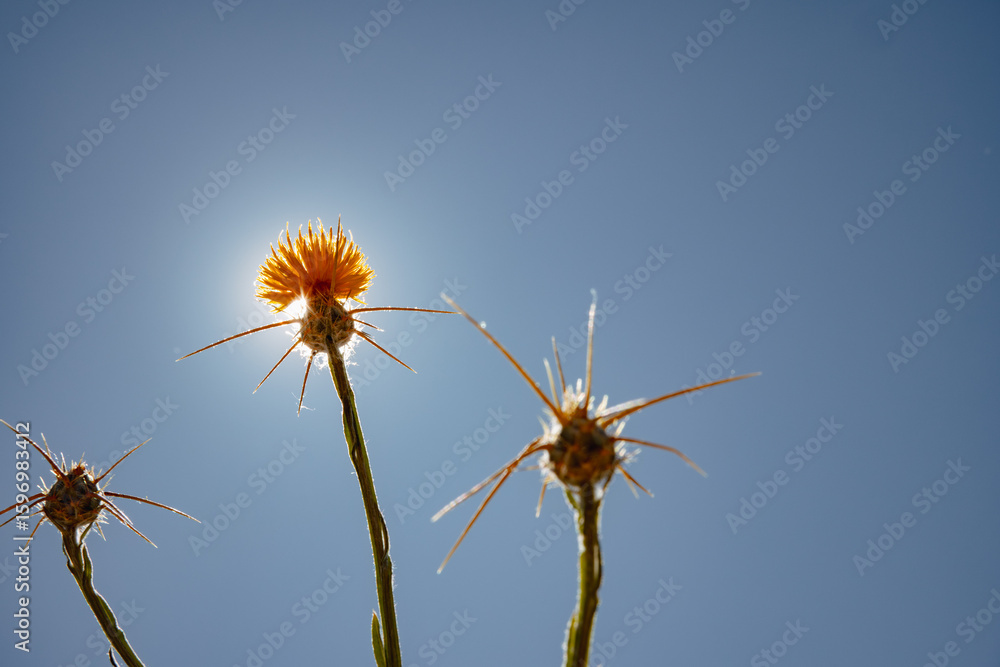 Obraz premium Backlit Star Thistle Against a Clear Summer Sky in Sacramento