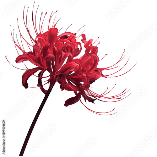Wallpaper Mural A single, vibrant red spider lily blossoms, its delicate stamens extending outward against a stark white background. Torontodigital.ca