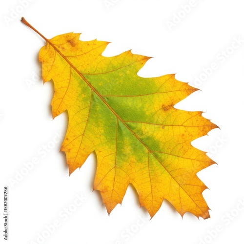 Wallpaper Mural Autumn oak leaf yellow green isolated on white background Torontodigital.ca