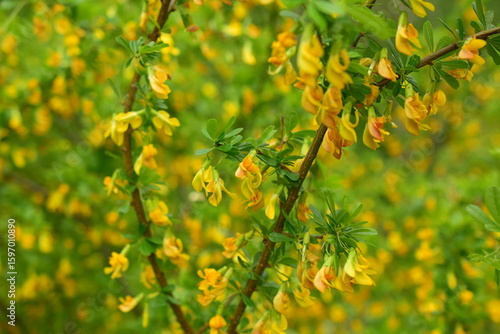 Уellow leaves background