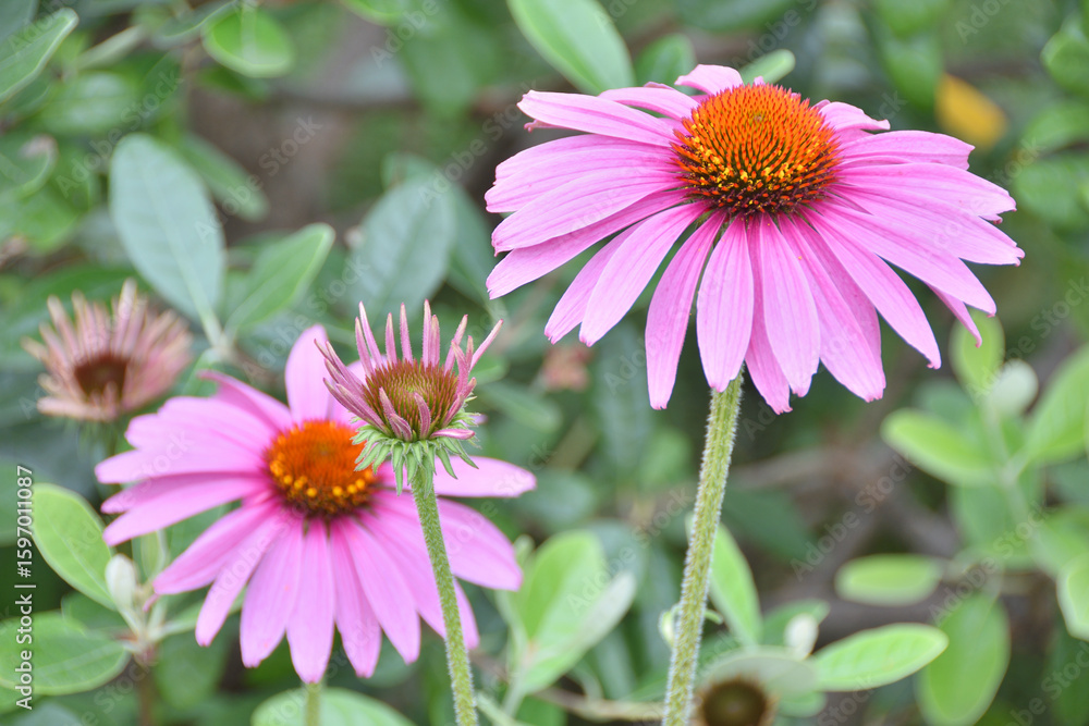 Obraz premium 天空の農園のビジューマム