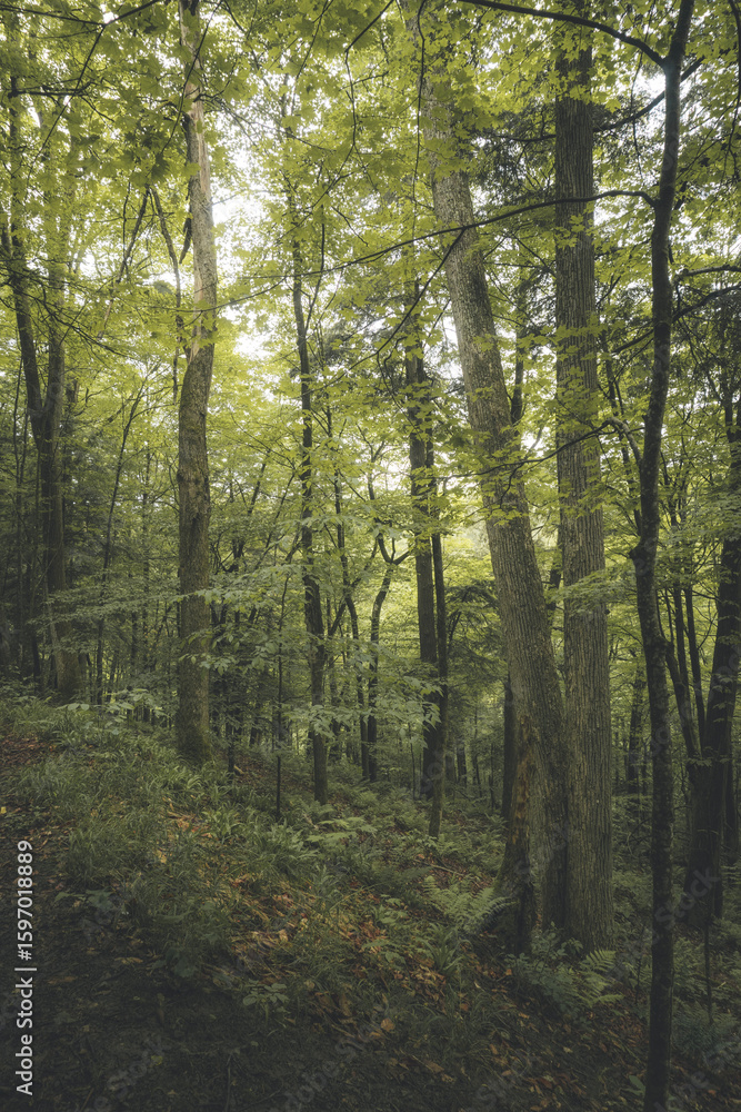 Fototapeta premium morning in the forest