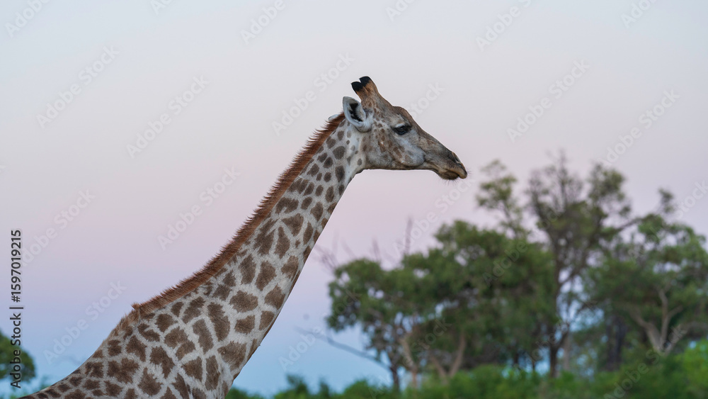 Obraz premium Closeup portrait of a giraffe during an early morning safari at Khwai River Nature Reserve, Okavango Delta, Botswana