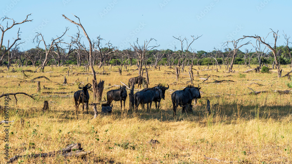 Fototapeta premium Group of wildebeests sheltering under the scarce shade inside a dead forest, Khwai River Nature Reserve, Okavango Delta, Botswanan
