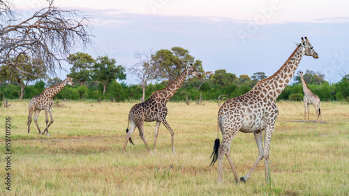 Canvas Print Early morning safari at Khwai River Nature Reserve, Okavango Delta, Botswana