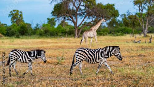 View of Khwai River Nature Reserve plains during a morning safari, Okavango Delta, Botswana