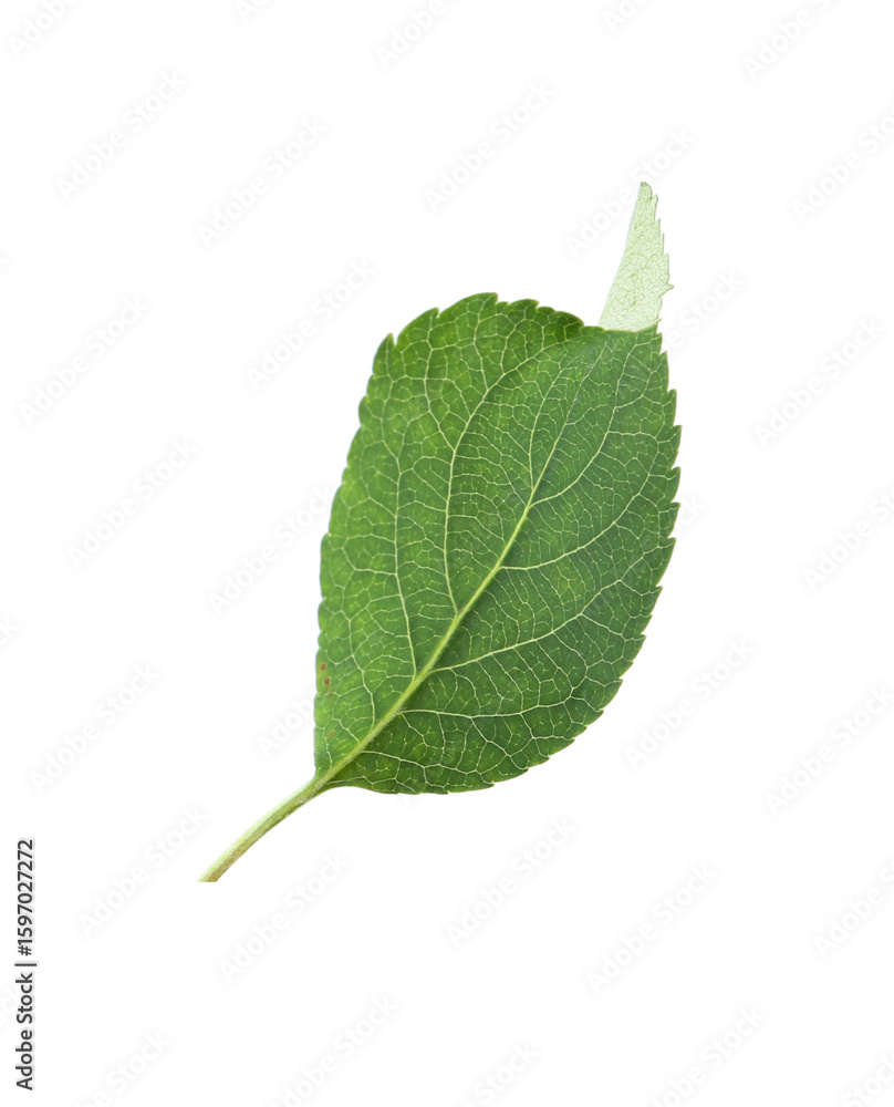 Fototapeta premium One green apple tree leaf isolated on white