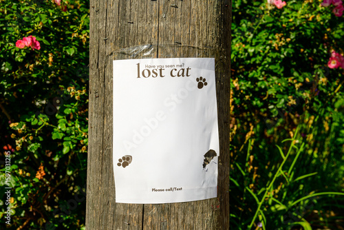 Tableau sur toile lost cat have you seen me please call text handbill notice with blank white spac