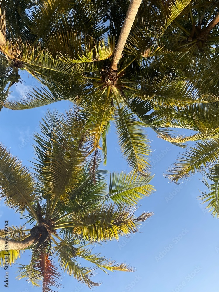 Fototapeta premium ground view of palm trees
