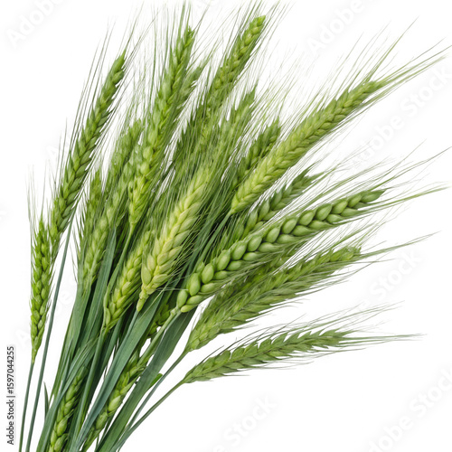 Photo of green wheat stalks isolated on a transparent background