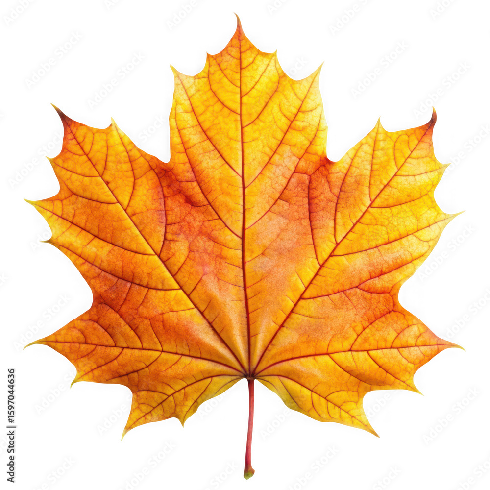 Fototapeta premium Single Autumn Maple Leaf Isolated on White Background for Fall Design