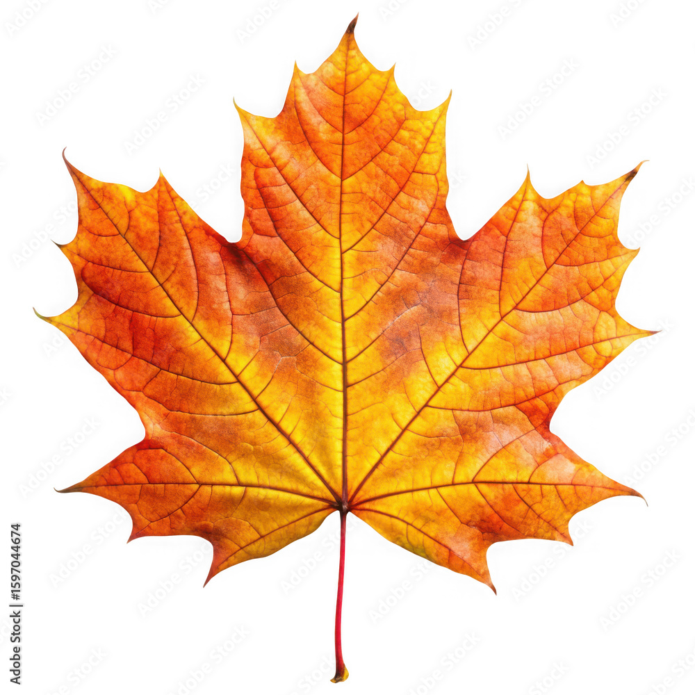 Photo of a vibrant maple leaf in autumn colors isolated on white isolated on transparent background Photo of a vibrant maple leaf in autumn colors isolated on white isolated on transparent background