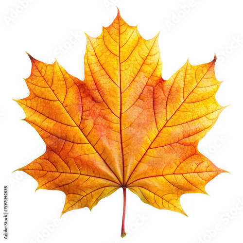 Wallpaper Mural Photo of a vibrant maple leaf in autumn colors isolated on white isolated on transparent background Torontodigital.ca