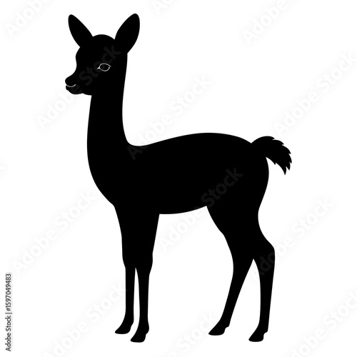 Vicuna on white background