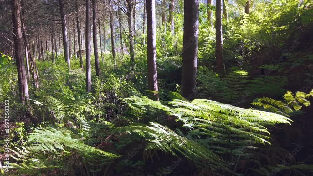 Aerial dolly shot of wooded forest and tree ferns Aerial dolly shot of wooded forest and tree ferns