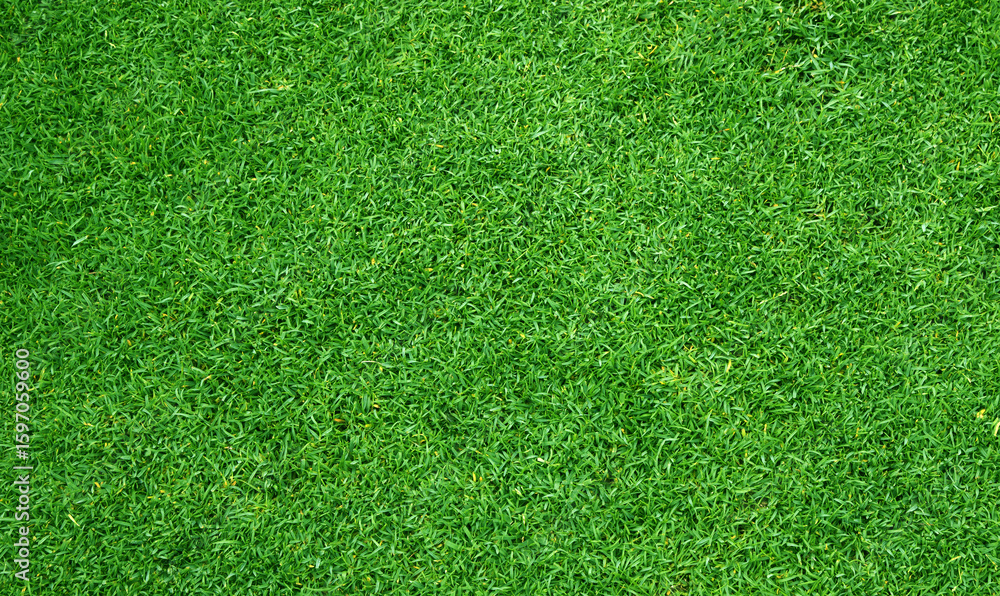 Fototapeta premium Grass field Green