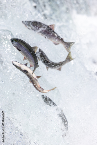 Salmon jumping up waterfall.