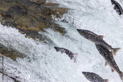 Salmon jumping up waterfall.