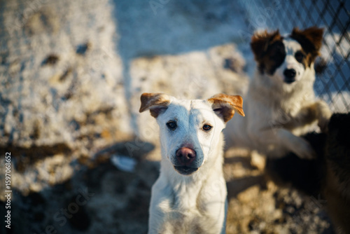 dog shelter