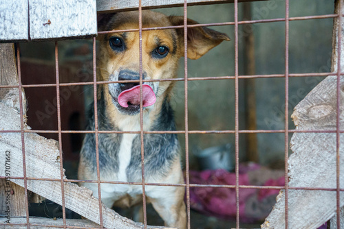 dog shelter