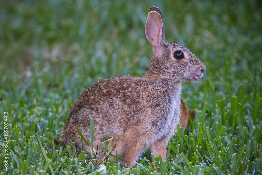 Fototapeta premium Beautiful Rabbit sticking tongue out