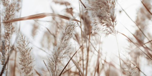 Wallpaper Mural Natural autumn scenery from dry reeds grass, sunlight through thickets plants growing on lake. Beautiful autumnal texture background, aesthetic nature banner, neurtral white beige gradient Torontodigital.ca