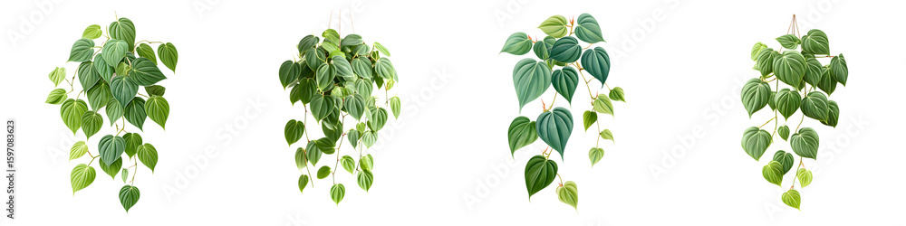Obraz premium Variety of Heartleaf Philodendron Hanging Plants Isolated on White Background