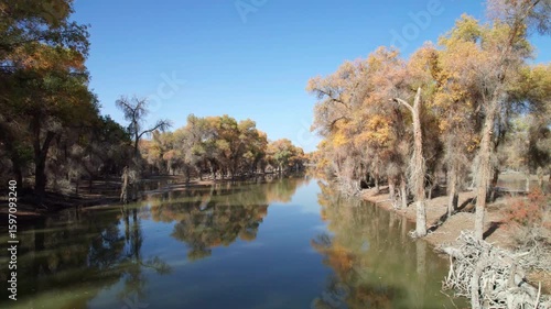 Drone view of golden populus euphratica forest in Gobi desert on sunny autumn day in Tarim Poplar Forest park, Taklamakan Desert, Xinjiang, China, 4k real time high angle view footage, travel concept.